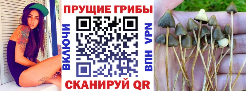 Купить закладки  Кувандык  Галлюциногенные грибы MAGIC MUSHROOMS 